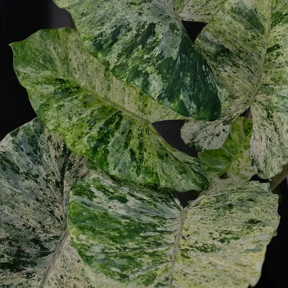 Alocasia macrorrhiza 'Splash' - image 1