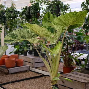 Alocasia macrorrhiza 'Splash' - image 2