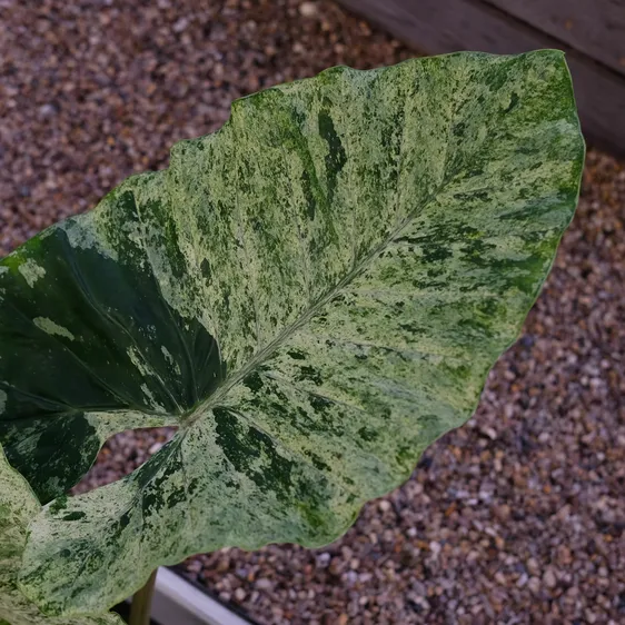 Alocasia macrorrhiza 'Splash' - image 3