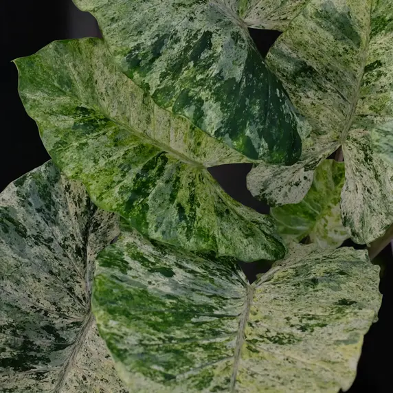 Alocasia macrorrhiza 'Splash' 24cm - image 1