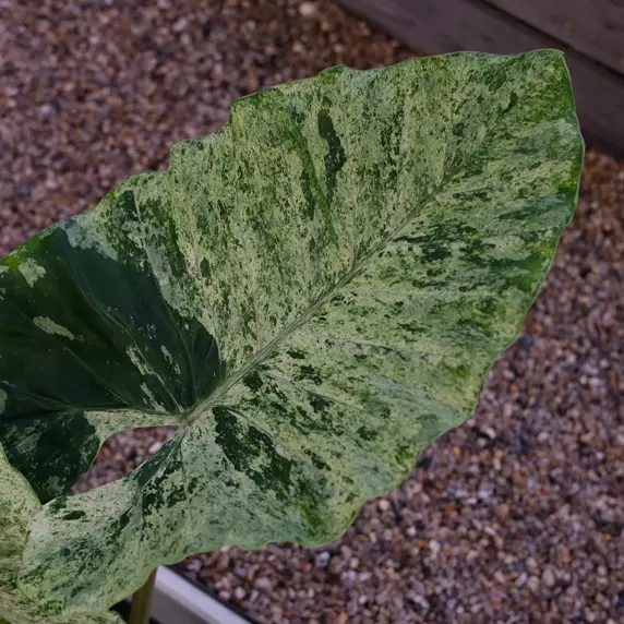 Alocasia macrorrhiza 'Splash' 24cm - image 3
