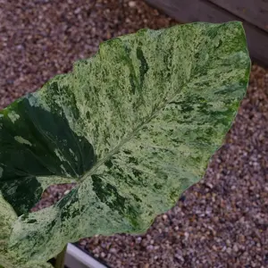Alocasia macrorrhiza 'Splash' 24cm - image 3