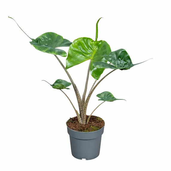 Alocasia 'Stingray' 14cm - image 2