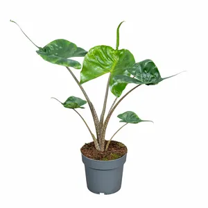 Alocasia 'Stingray' 14cm - image 2
