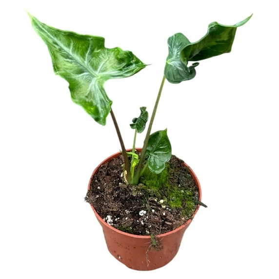 Alocasia 'Teletubbies'