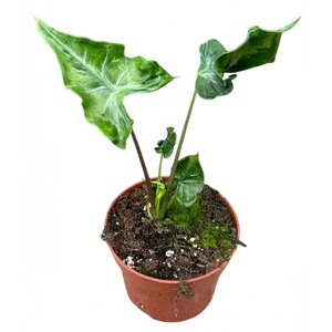 Alocasia 'Teletubbies'