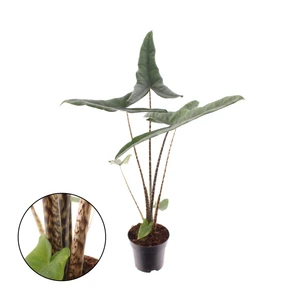 Alocasia tigrina