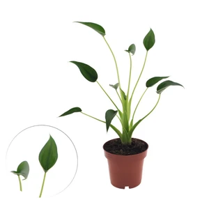 Alocasia 'Tiny Dancer' 12cm