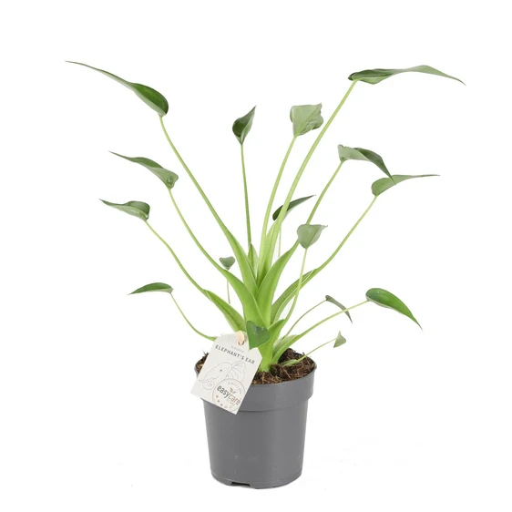 Alocasia 'Tiny Dancer' 11cm