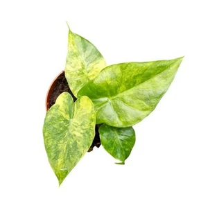 Alocasia 'Variegata'