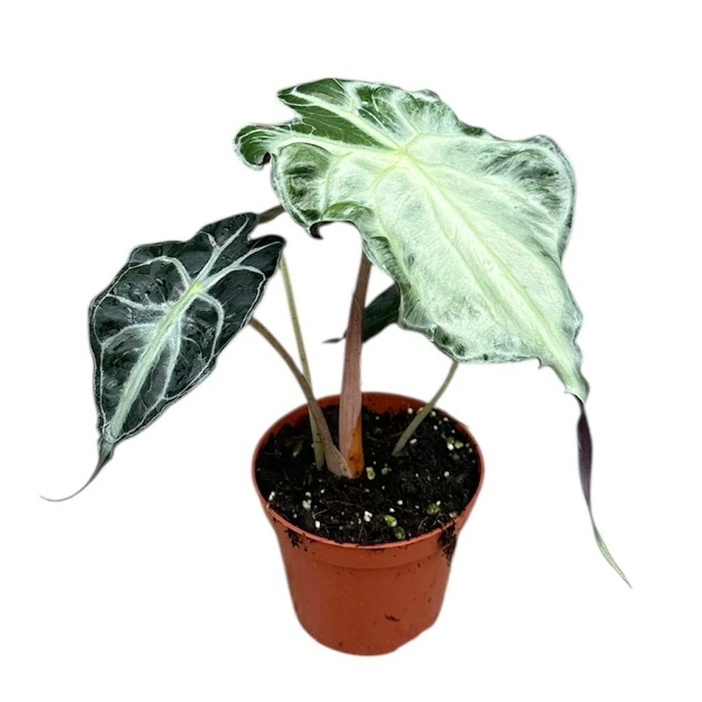 Alocasia 'Venom' - Cowell's Garden Centre | Woolsington