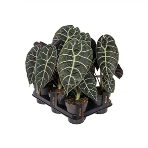 Alocasia watsonia 6cm