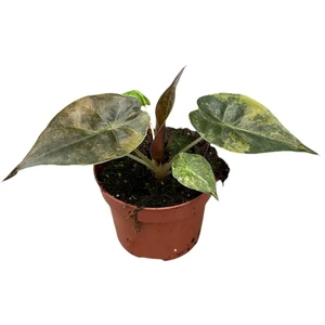 Alocasia wentii 'Aurea'