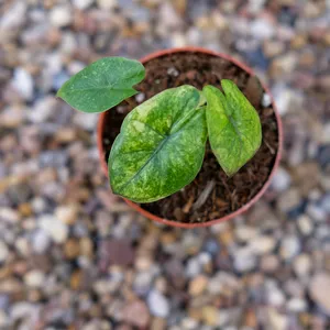 Alocasia 'Yucatan Princess Aurea'