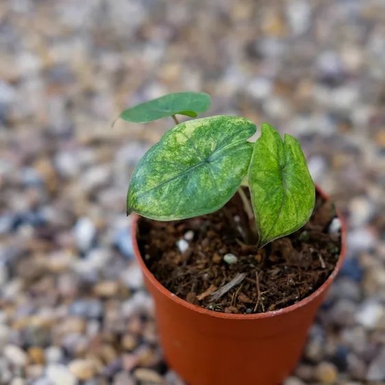 Alocasia 'Yucatan Princess Aurea' - image 2