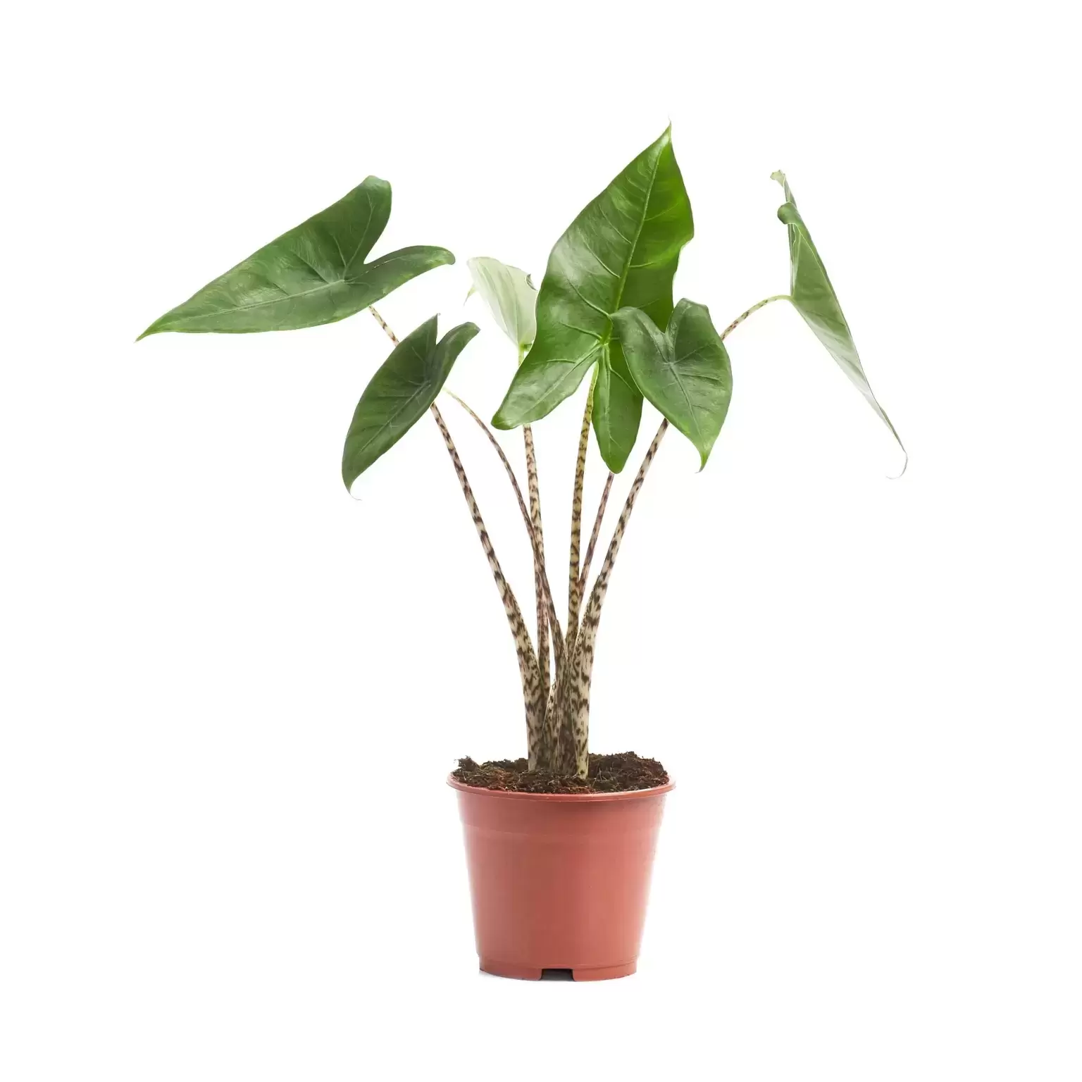a carmona bonsai Carmona katachi