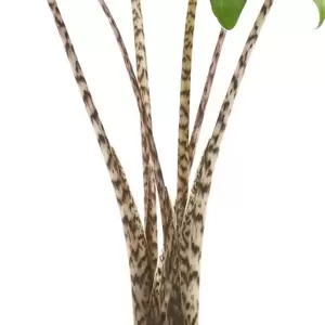 Alocasia zebrina 'Tiger' 21cm
