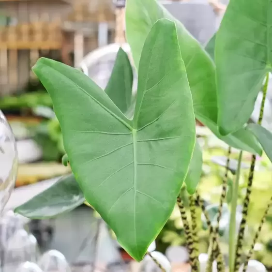 Alocasia zebrina 'Twins' - image 3