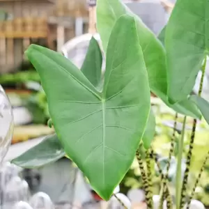 Alocasia zebrina 'Twins' - image 3