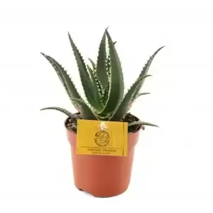 Aloe aculeata – Jurassic Dragon - image 1