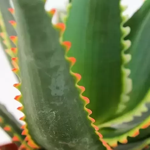 Aloe aculeata – Jurassic Dragon - image 2