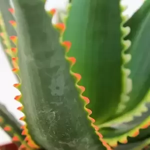 Aloe aculeata – Jurassic Dragon - image 2