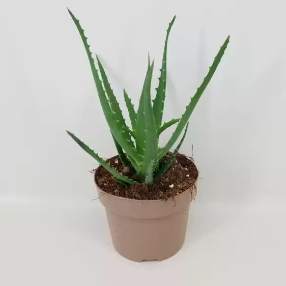 Aloe arborescens