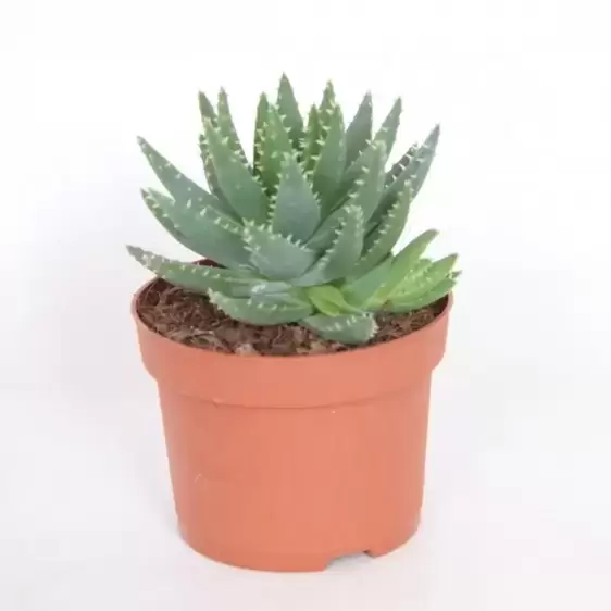 Aloe brevifolia - image 2