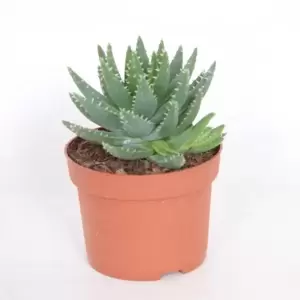 Aloe brevifolia - image 2