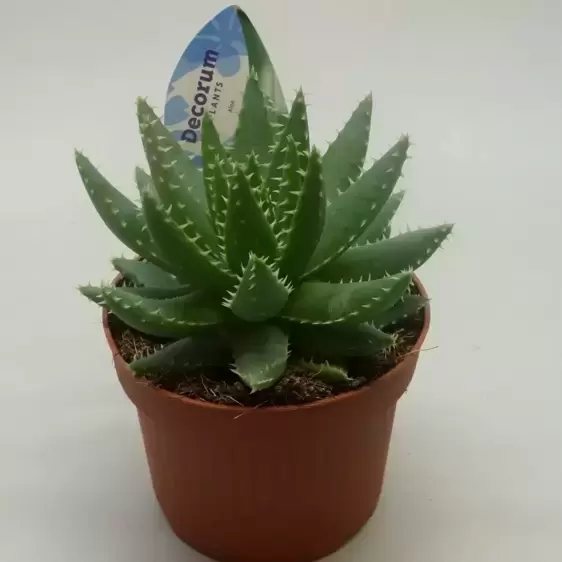 Aloe brevifolia - image 1