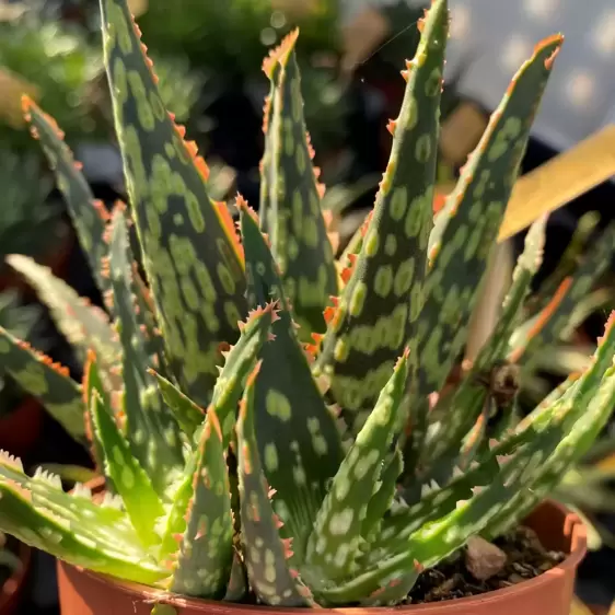 Aloe 'Chameleon' - Jurassic Chameleon - image 1