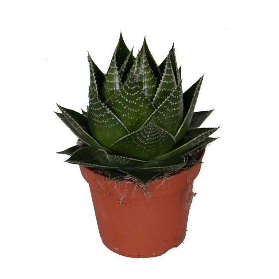 Aloe 'Cosmo' 13cm - image 2