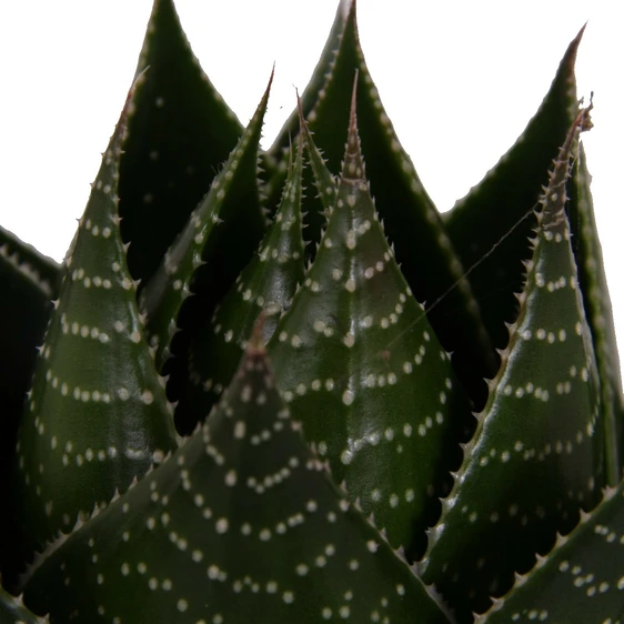 Aloe 'Cosmo' 10.5cm - image 1