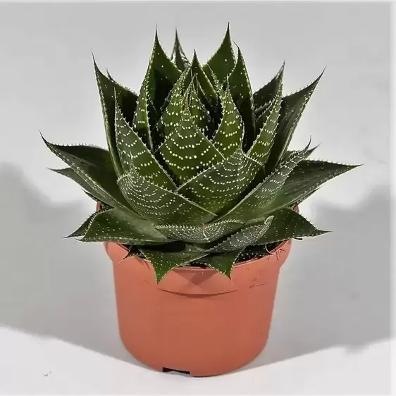 Aloe 'Cosmo' 10.5cm - image 2