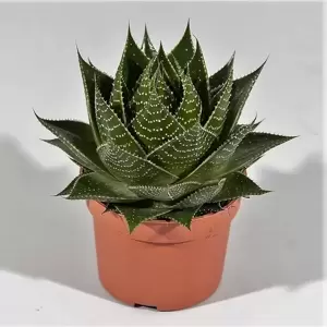 Aloe 'Cosmo' 10.5cm - image 2