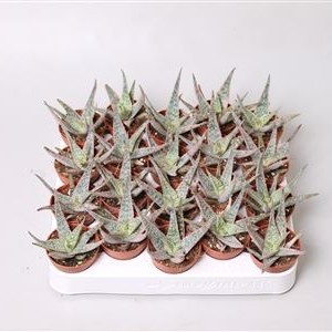 Aloe zebrina 'Dannyz' 5cm - image 2
