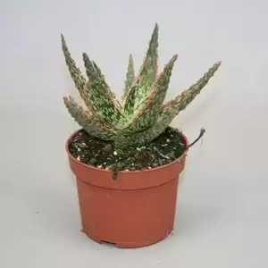 Aloe zebrina 'Dannyz' 5cm - image 1