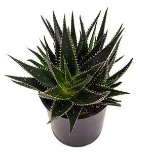 Aloe 'Evergreen'