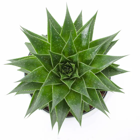 Aloe aristata 'Gladiator Rock' - image 1