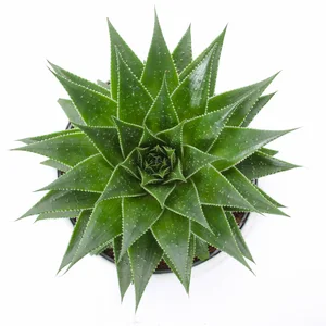 Aloe aristata 'Gladiator Rock' - image 1
