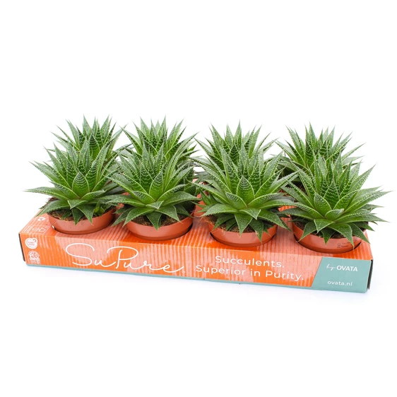 Aloe aristata 'Gladiator Rock' - image 2