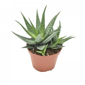 Aloe 'Migori'