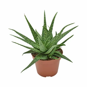 Aloe 'Molo'