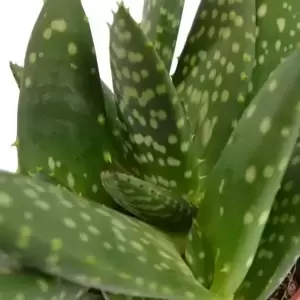 Aloe paradisicum - Jurassic Dino - image 2