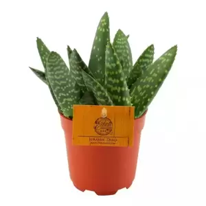 Aloe paradisicum - Jurassic Dino - image 1