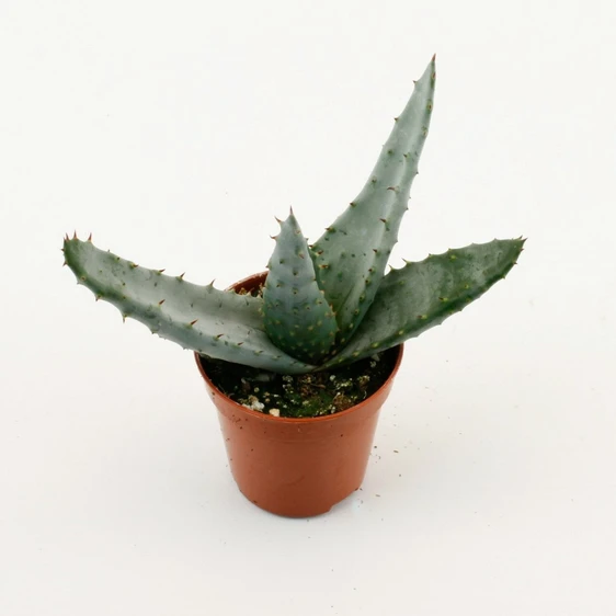 Aloe peglerae
