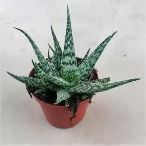 Aloe rauhii 'Snow Flake'