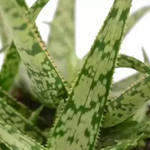 Aloe 'Spider' - Jurassic Spider - image 2