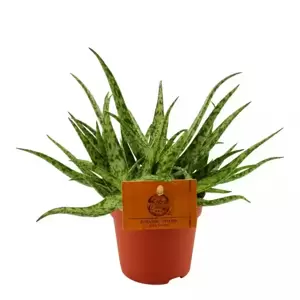 Aloe 'Spider' - Jurassic Spider - image 1