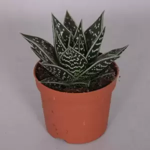 Aloe 'Tiki Tahi' 9cm